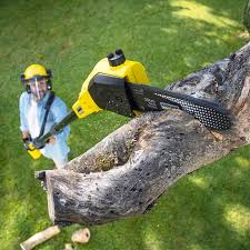 How Our Tree Care Process Works  in  Greenville, TX