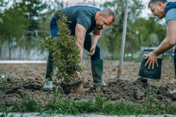 Best Grass Overseeding  in Greenville, TX