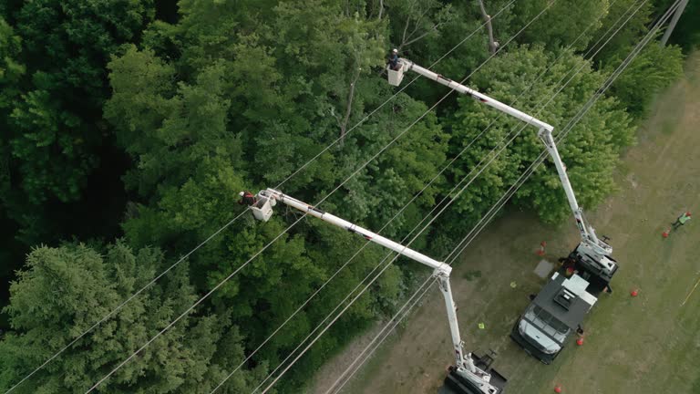 Best Tree Removal  in Greenville, TX