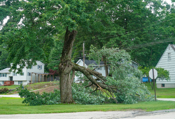 Best Tree Trimming and Pruning  in Greenville, TX