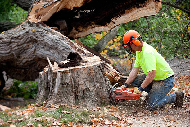 Greenville, TX Tree Services Company