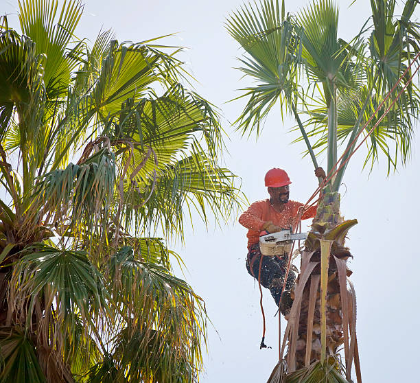 How Our Tree Care Process Works  in  Greenville, TX