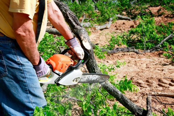 Best Tree Cabling and Bracing  in Greenville, TX